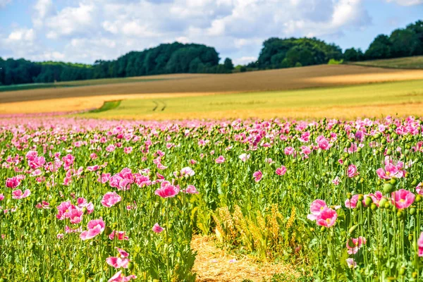 Panorama of a field of rose corn poppy. Beautiful landscape view on summer meadow. Germany