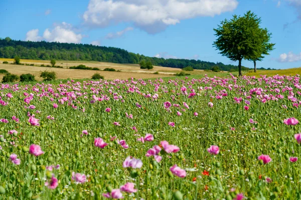 Panorama Campo Amapola Maíz Rosa Hermosa Vista Del Paisaje Prado — Foto de Stock