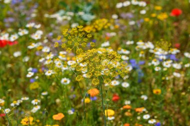 Farklı yaz çiçeklerine yakın çekim. Güzel çiçek açan tarla çiçekleri