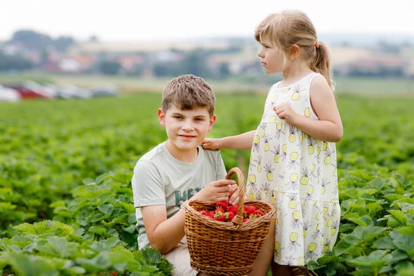 Two Siblings Preschool Girl School Boy Having Fun Picking Strawberry — Stock Photo, Image