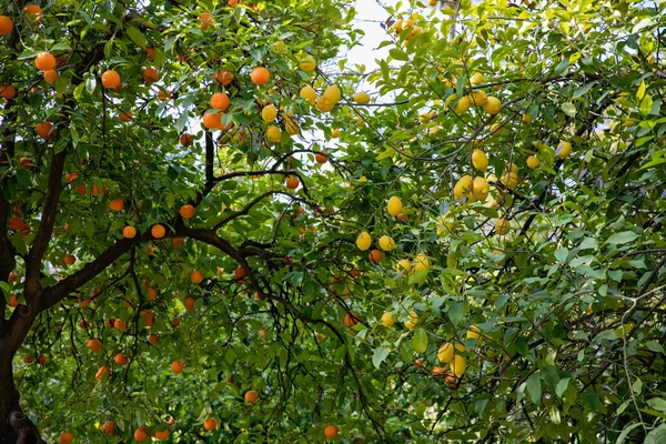 柑橘和柠檬树 枝条上有水果 西班牙安达卢西亚塞维利亚 — 图库照片