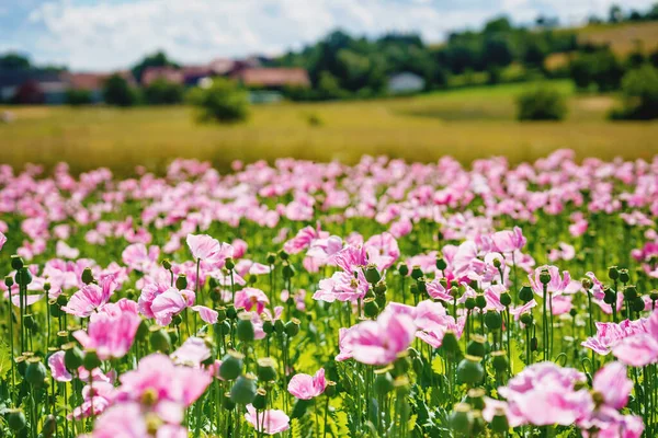 Panorama Campo Amapola Maíz Rosa Hermosa Vista Del Paisaje Prado — Foto de Stock