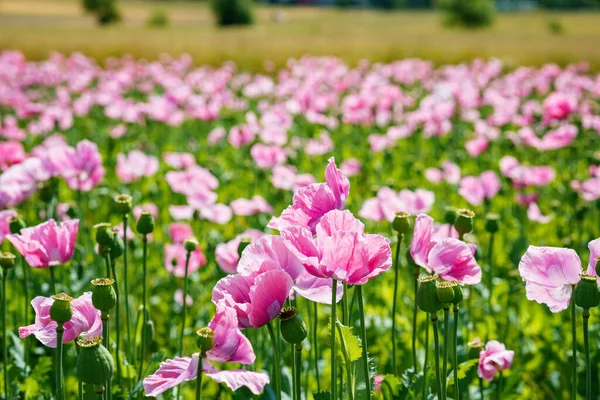 Panorama Field Rose Corn Poppy Beautiful Landscape View Summer Meadow — Stockfoto