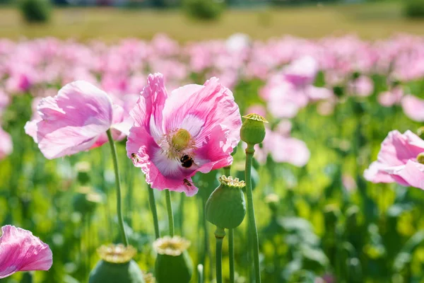 Panorama of a field of rose corn poppy. Beautiful landscape view on summer meadow. Germany