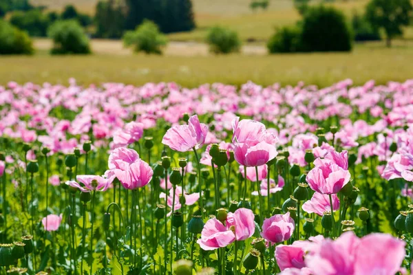 Panorama Field Rose Corn Poppy Beautiful Landscape View Summer Meadow — Foto de Stock