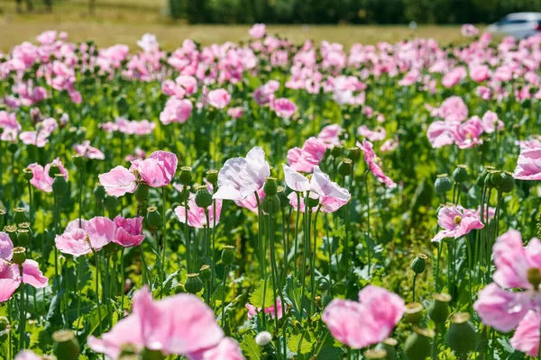 Panorama Field Rose Corn Poppy Beautiful Landscape View Summer Meadow — Foto de Stock