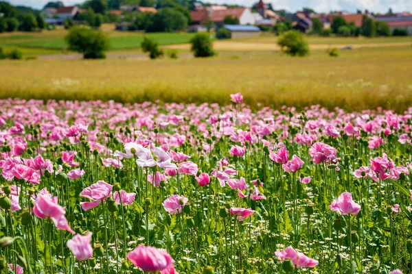 Panorama of a field of rose corn poppy. Beautiful landscape view on summer meadow. Germany