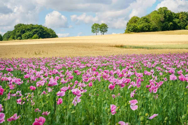 Panorama Field Rose Corn Poppy Beautiful Landscape View Summer Meadow — Fotografia de Stock