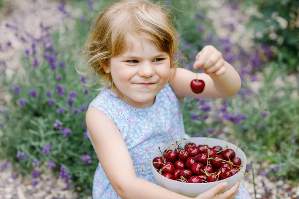 小さな就学前の女の子は庭の木から熟したチェリーを選んで食べています 幸せな幼児の子供は新鮮な果物を持っています 健康的な有機ベリーチェリーフルーツ 夏の収穫期 — ストック写真