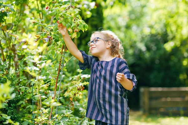 Happy Little Preschool Girl Glasses Picking Eating Healthy Raspberries Domestic — Stock Photo, Image