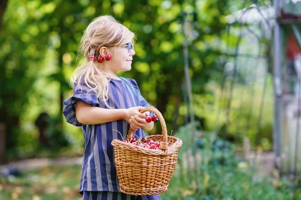Little Preschool Girl Picking Eating Ripe Cherries Tree Garden Happy — Stock Fotó