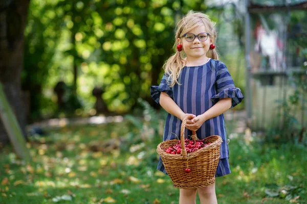 Little Preschool Girl Picking Eating Ripe Cherries Tree Garden Happy — ストック写真
