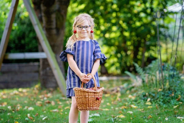 Little Preschool Girl Picking Eating Ripe Cherries Tree Garden Happy — Stok fotoğraf