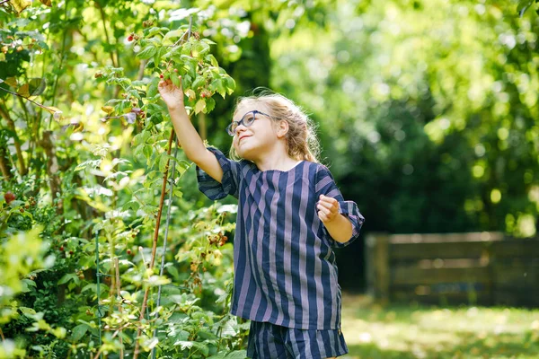 Happy Little Preschool Girl Glasses Picking Eating Healthy Raspberries Domestic — Zdjęcie stockowe