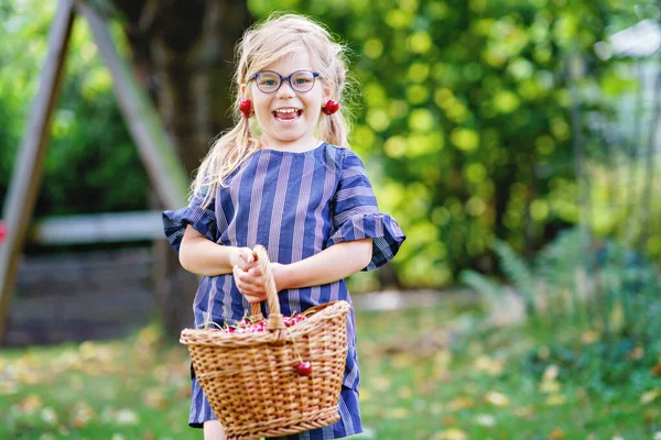 Little Preschool Girl Picking Eating Ripe Cherries Tree Garden Happy — Stockfoto
