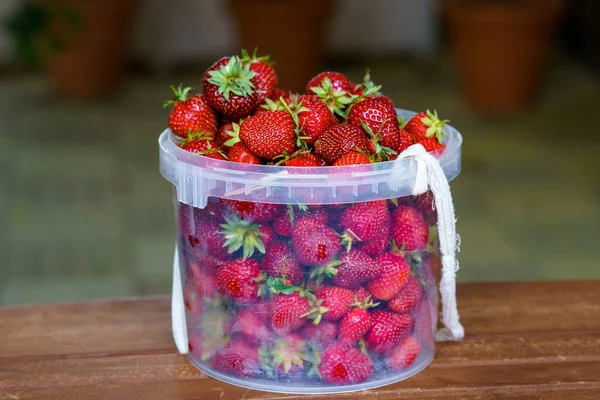 Bucket Fresh Ripe Strawberries Pick Berry Farm Field — Stock Photo, Image