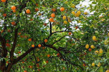 Dallarında meyveler olan portakal ve limon ağacı, Endülüs, İspanya, Sevilla