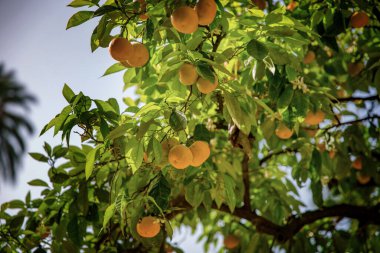 Dallarında meyveler olan portakal ve limon ağacı, Endülüs, İspanya, Sevilla