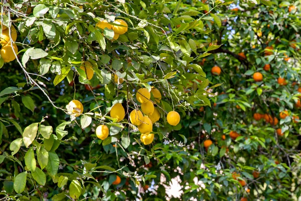 Apelsin Och Citronträd Med Frukter Grenarna Andalusien Spanien Sevilla — Stockfoto