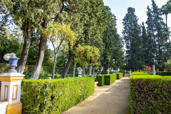 Krásná Formální Veřejná Zahrada Uvnitř Paláce Alcazar Seville Létě Andalusii — Stock fotografie