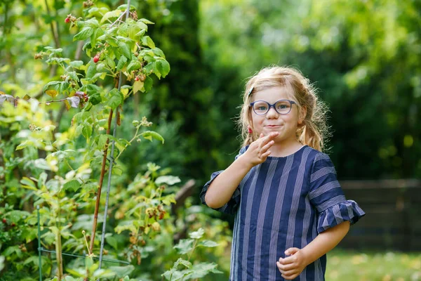 Happy Little Preschool Girl Glasses Picking Eating Healthy Raspberries Domestic — Zdjęcie stockowe