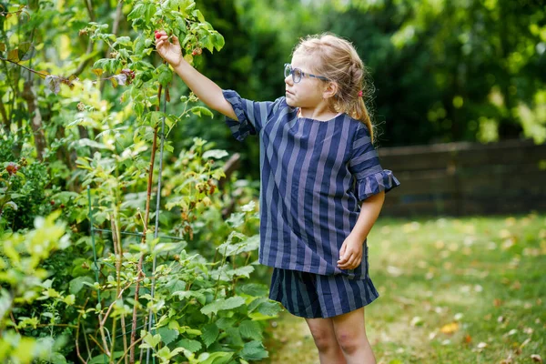 Happy Little Preschool Girl Glasses Picking Eating Healthy Raspberries Domestic — Fotografia de Stock