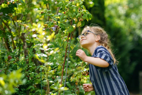 Happy Little Preschool Girl Glasses Picking Eating Healthy Raspberries Domestic — Zdjęcie stockowe