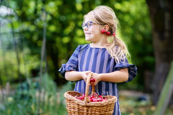 Little Preschool Girl Picking Eating Ripe Cherries Tree Garden Happy — Stock Photo, Image
