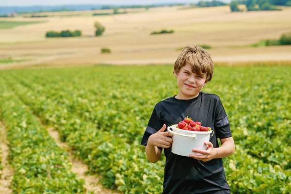 Preteen Kid Boy Picking Eating Strawberries Organic Berry Farm Summer — Foto Stock