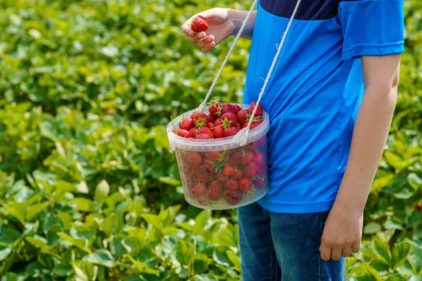 Closeup Kid Boy Picking Strawberries Organic Berry Farm Summer Warm — Stock fotografie
