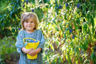 Cute little preschool girl picking ripe plums from tree in garden. Happy child holding fresh fruits. Healthy organic fruit, summer harvest season. Kid learning healthy food