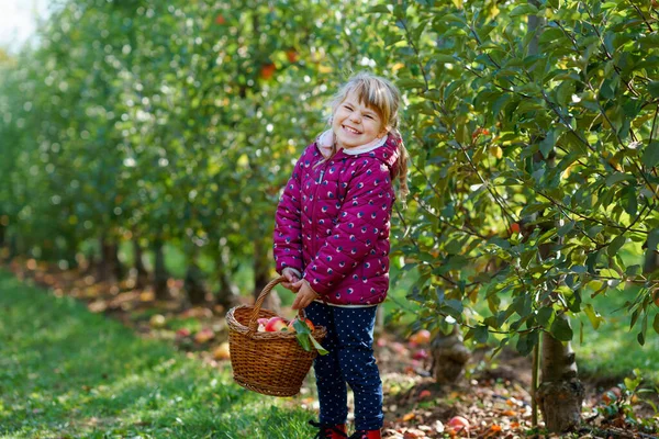 Little preschool girl in colorful clothes with basket of red apples in organic orchard. Happy toddler child picking healthy fruits from trees and having fun. Little helper and farmer. Harvest time