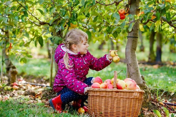 Little preschool girl in colorful clothes with basket of red apples in organic orchard. Happy toddler child picking healthy fruits from trees and having fun. Little helper and farmer. Harvest time