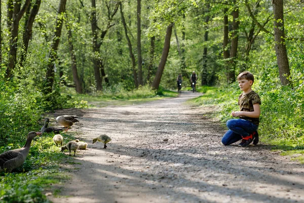 Söt Liten Skolpojke Som Matar Vilda Gäss Skogspark Glada Barn — Stockfoto