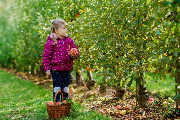 有機果樹園で赤いリンゴのバスケットとカラフルな服の小さな就学前の女の子 幸せな幼児の子供は木から健康的な果物を選んで楽しんでいます 小さなヘルパーと農家 収穫時期 — ストック写真
