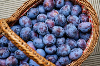 Yaz bahçesinde, güneşte sepetin içinde erikler. Taze erikler. Çiftlik organik biyolojik meyveler. Erik bolluğu.