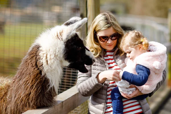 Urocza Dziewczynka Młoda Matka Karmiąca Lamę Alpaki Farmie Dla Dzieci — Zdjęcie stockowe