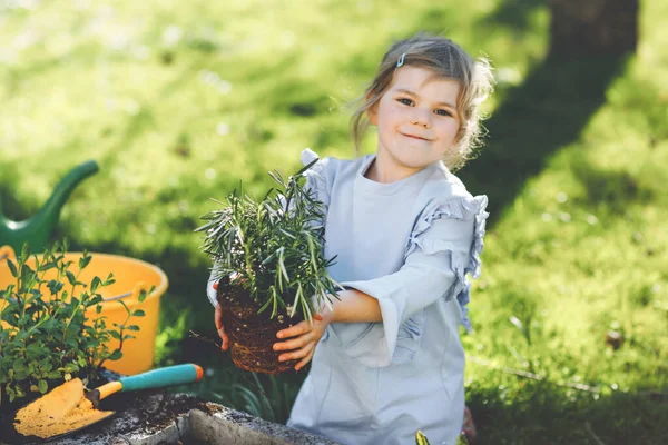 可爱的小女孩拿着花园铲子 手里拿着绿苗 可爱的孩子在自家花园学习园艺 种植和种植蔬菜香草 有机食品 — 图库照片