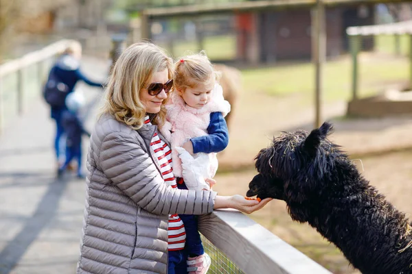 Adorable Niña Linda Madre Joven Alimentando Lama Alpaca Una Granja —  Fotos de Stock