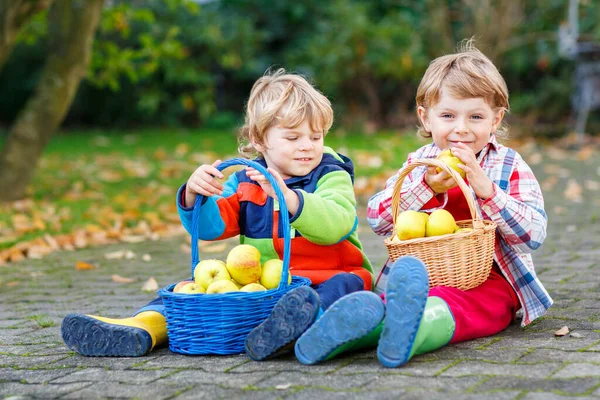 Due Adorabili Ragazzini Che Mangiano Mele Giardino All Aperto Vendemmia — Foto Stock