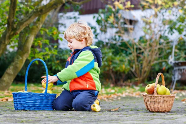 有機農場 秋の屋外でリンゴを収穫し 食べるアクティブな幸せなブロンドの子供の少年 面白い小さな就学前の子供は助けと収穫を楽しんでいます — ストック写真