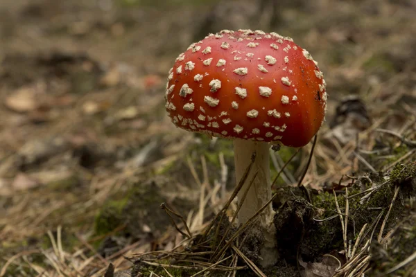 Mushroom in the forest — Stock Photo, Image