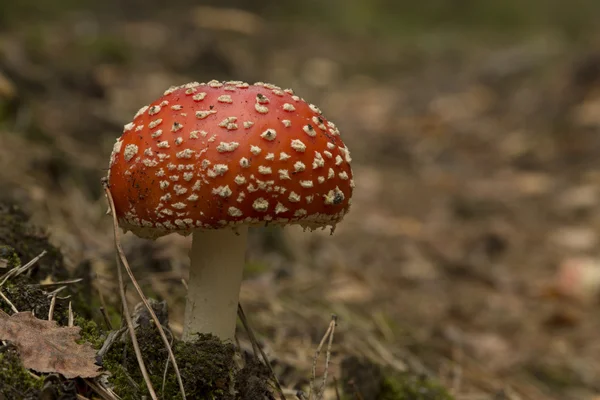 Mushroom in the forest — Stock Photo, Image