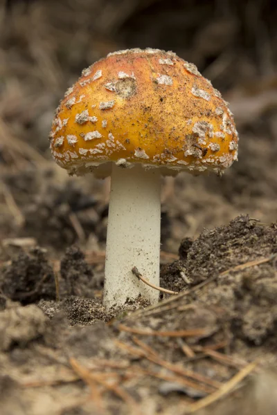 Mushroom in the forest — Stock Photo, Image