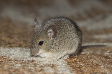 Little mouse clipart