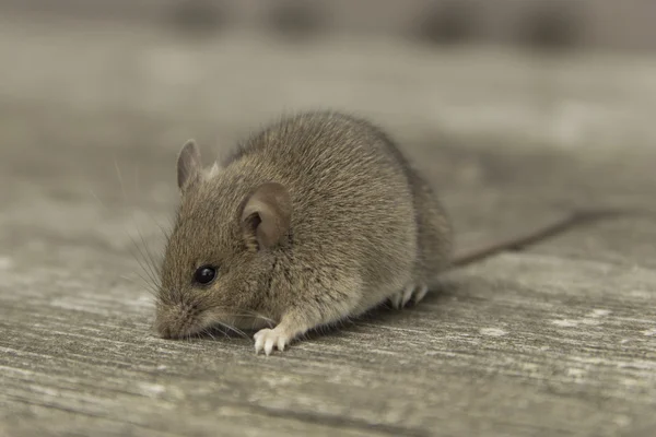 Pequeño ratón —  Fotos de Stock