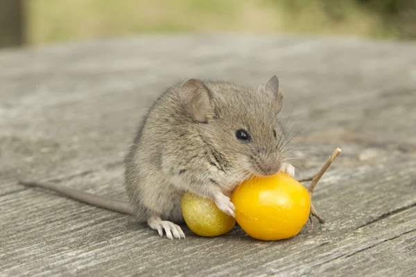 Pieni hiiri tomaatin kanssa — kuvapankkivalokuva