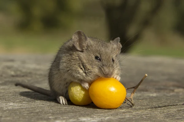 Kleine muis met de tomaat — Stockfoto