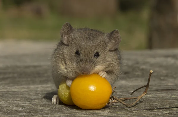 Small mouse with the tomato — Stock Photo, Image