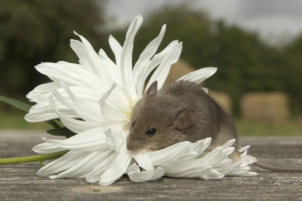 Piccolo topo con il fiore — Foto Stock